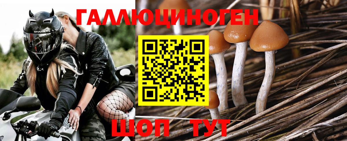 Рассказово  Псилоцибиновые грибы MAGIC MUSHROOMS  Псилоцибиновые грибы MAGIC MUSHROOMS  Вход с VPN 